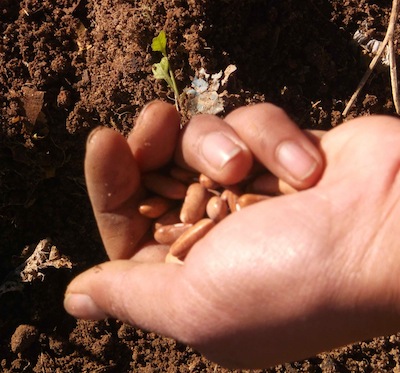 beans are usually sown direct