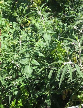 a diverse jungle of dense vegetation with healthy looking tomato leaves close by
