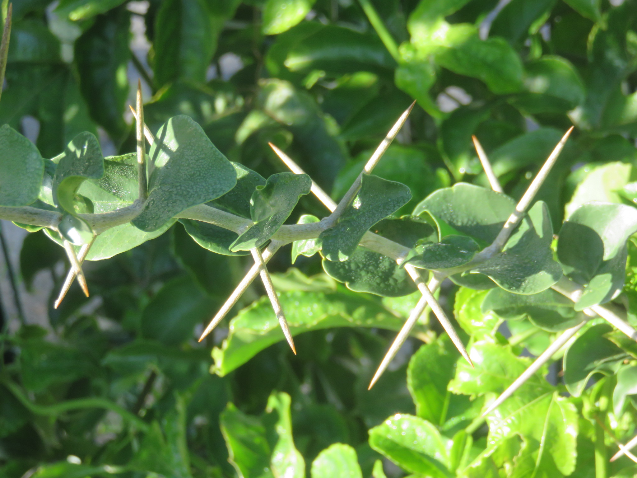 A normal Kei apple growing in Langa