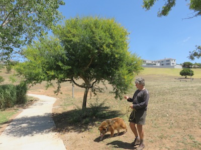 A huge park in Durbanville, with some trees and a lake and 95% dead grass and hardpan clay ground.