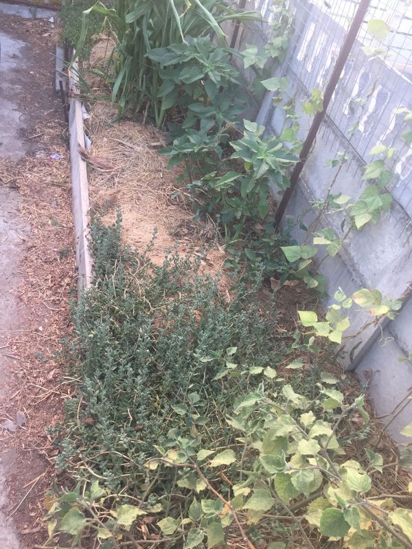 vegetable border in concrete driveway