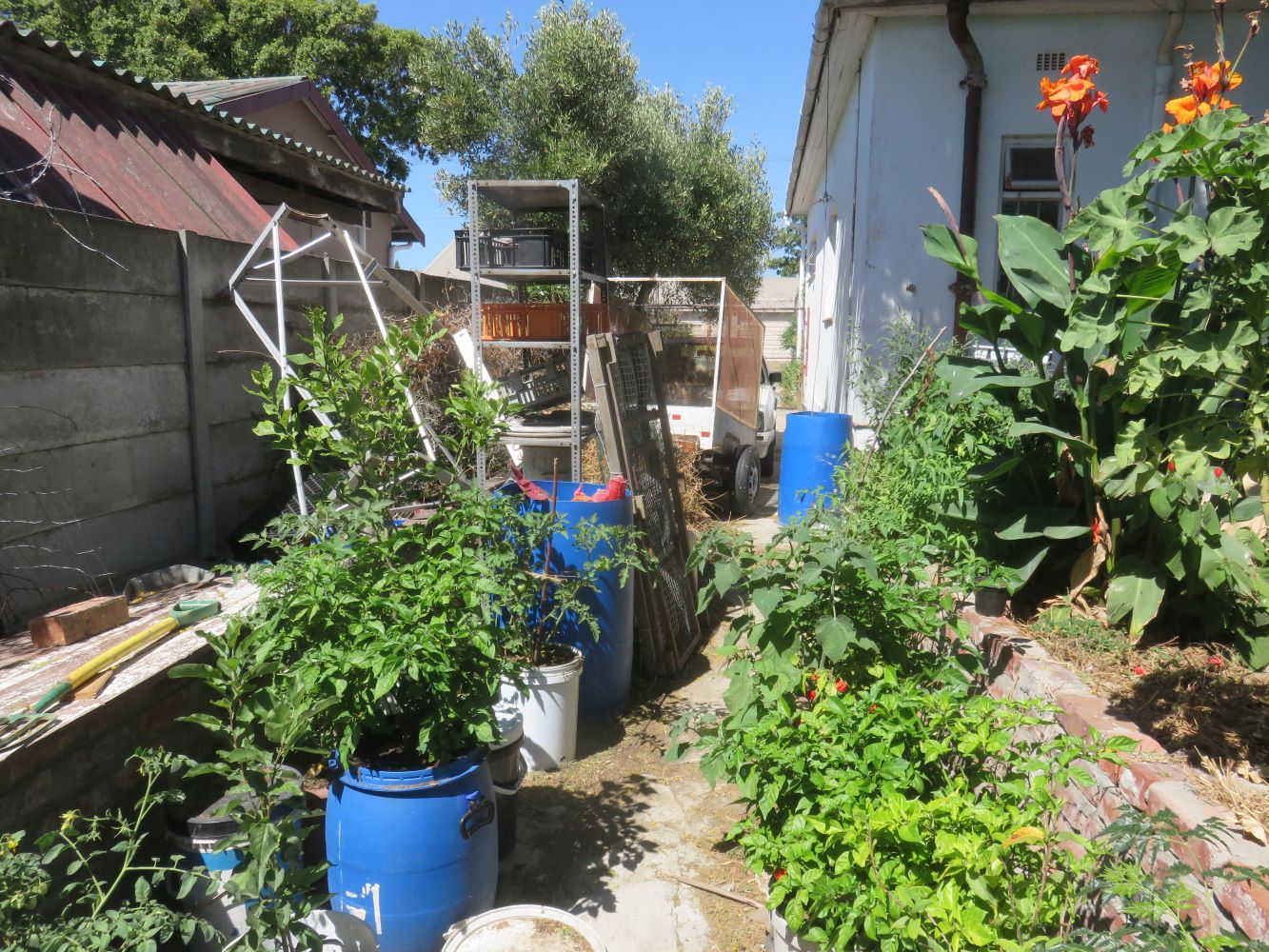 Our driveway, sixty square meters of hard concrete surface, and I still have not thought of a way of using the runoff.