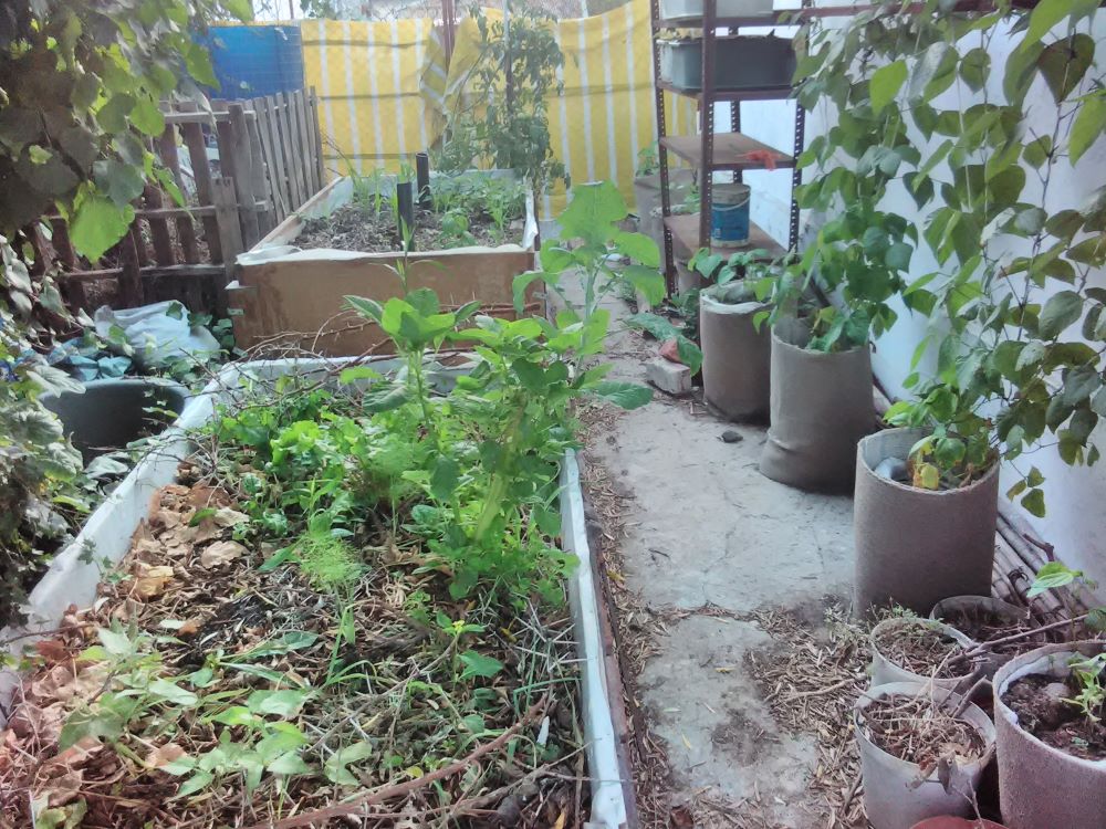 raised beds and wall trellises