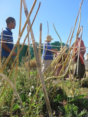 Fruit seeds are dispersed by animals, vegetable seeds often by growing tall seed heads which fall over