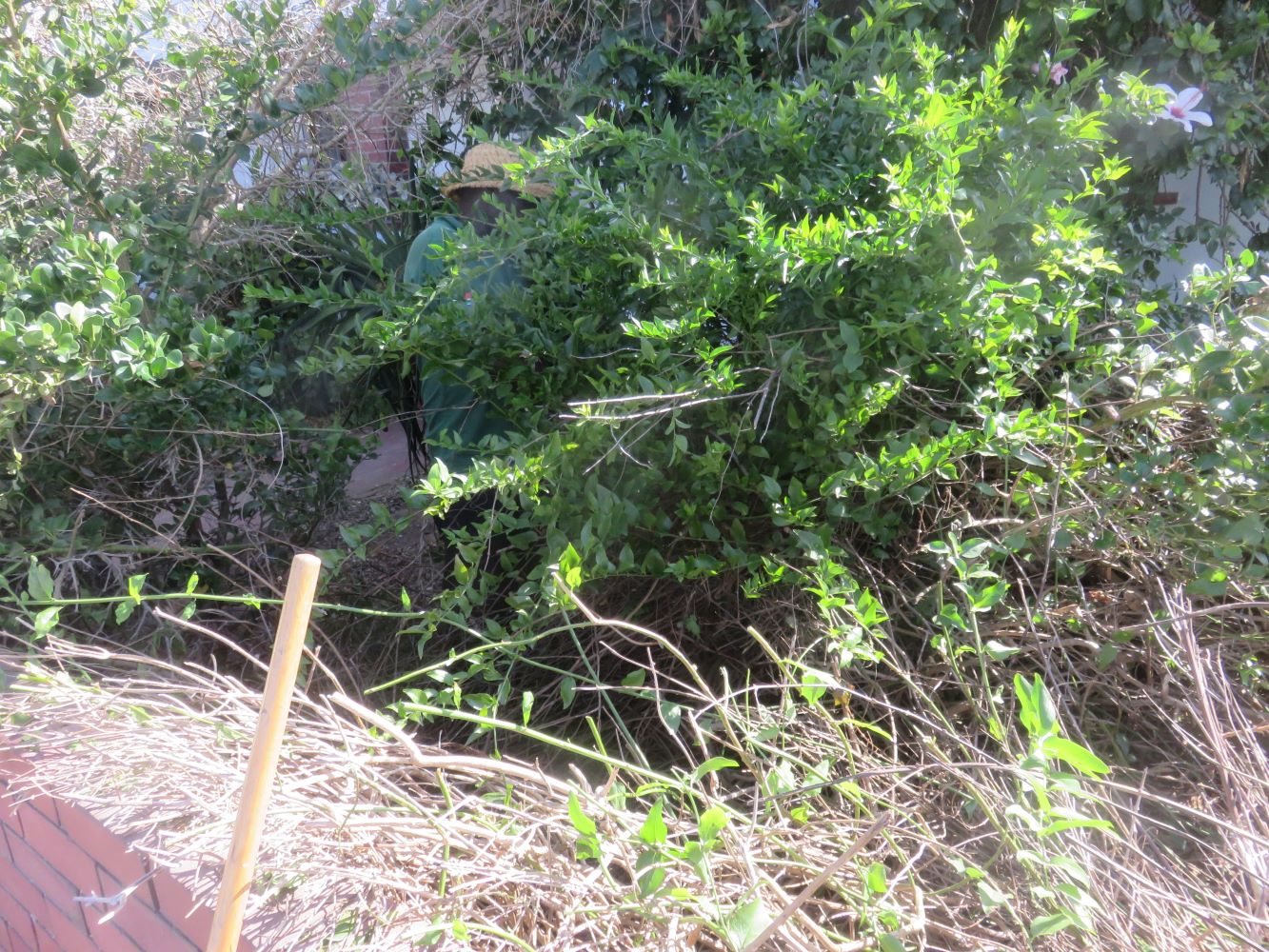 While cutting back the Jasminum