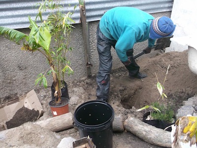 building elegant grey water systems: the drilled bucket will be planted in the hole filled with sawdust and surrounded by water lovers:banana, bamboo, and Elegia capensis