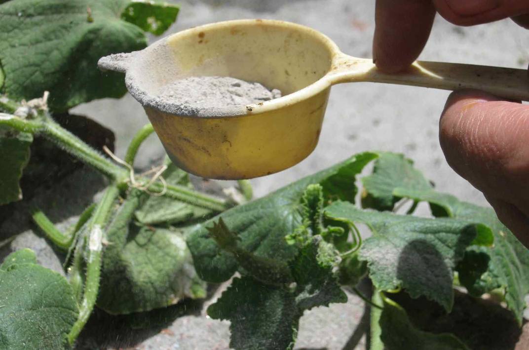 dusting a small cucumber with wood ash