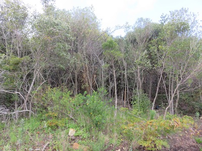 a young forest planted at Kirstenbosch