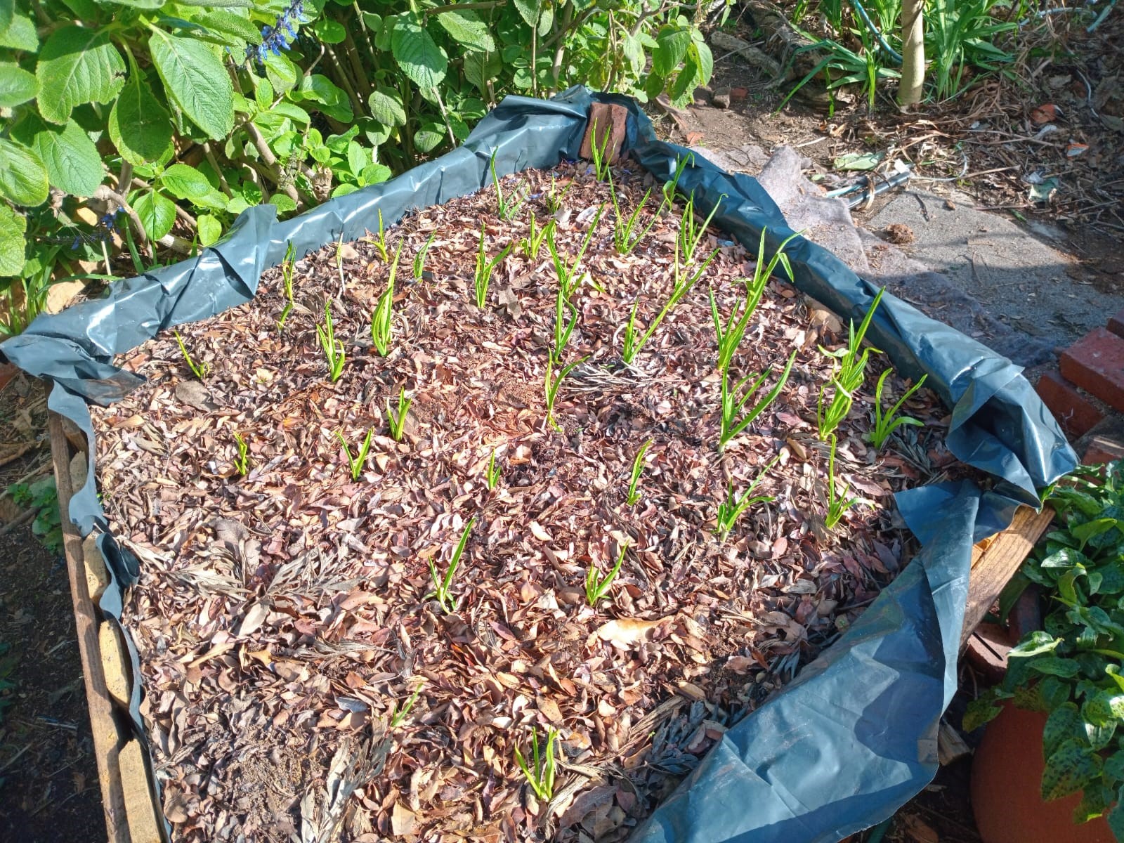 earlygarlicplanting.jpeg