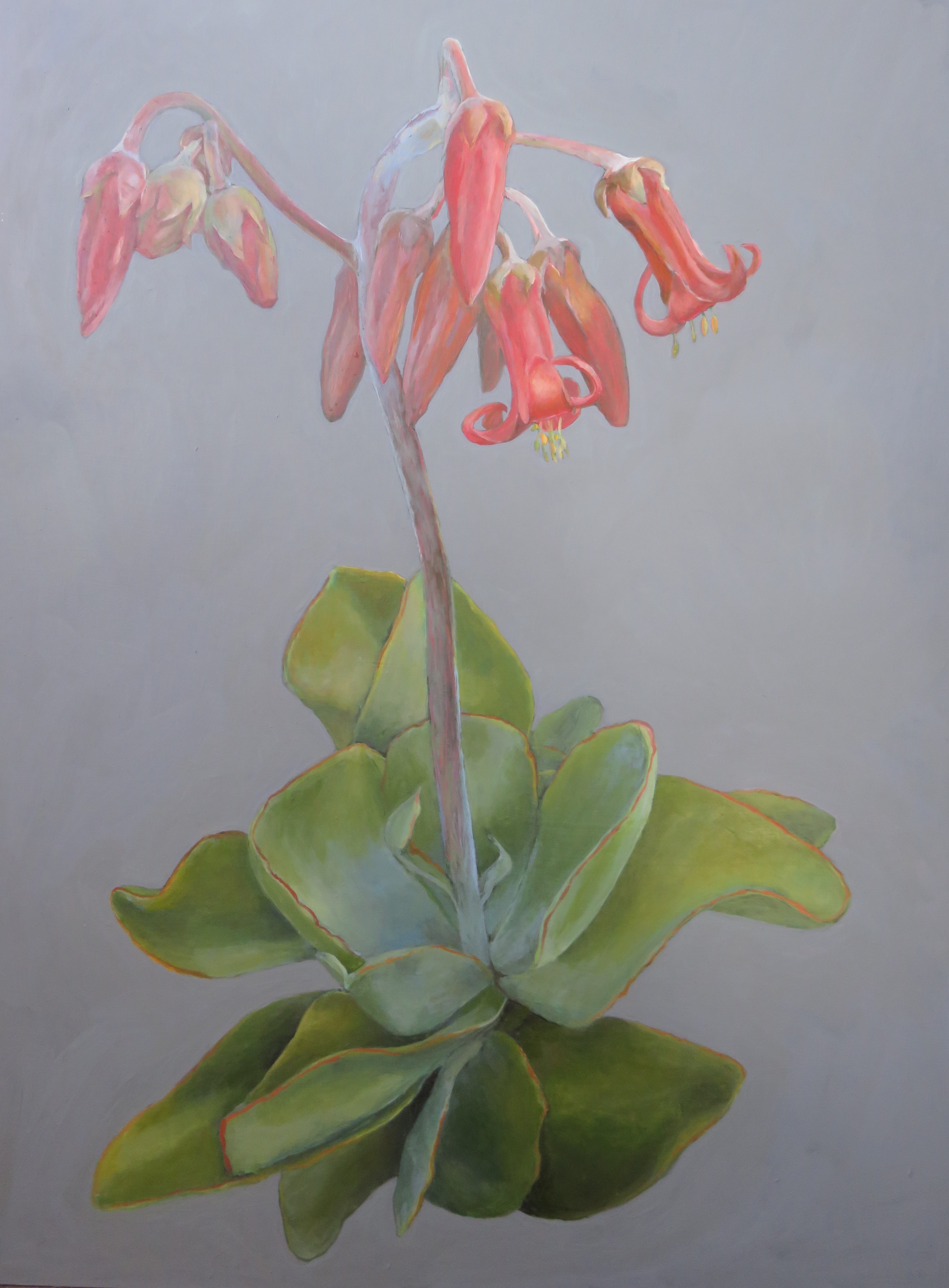 Cotyledon orbiculata painting August 2020, one of our indigenous medicinal plants.