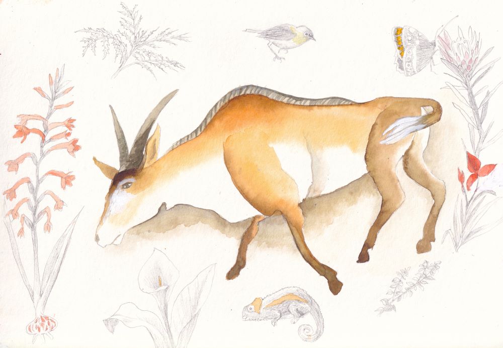 The sacred eland of the fynbos