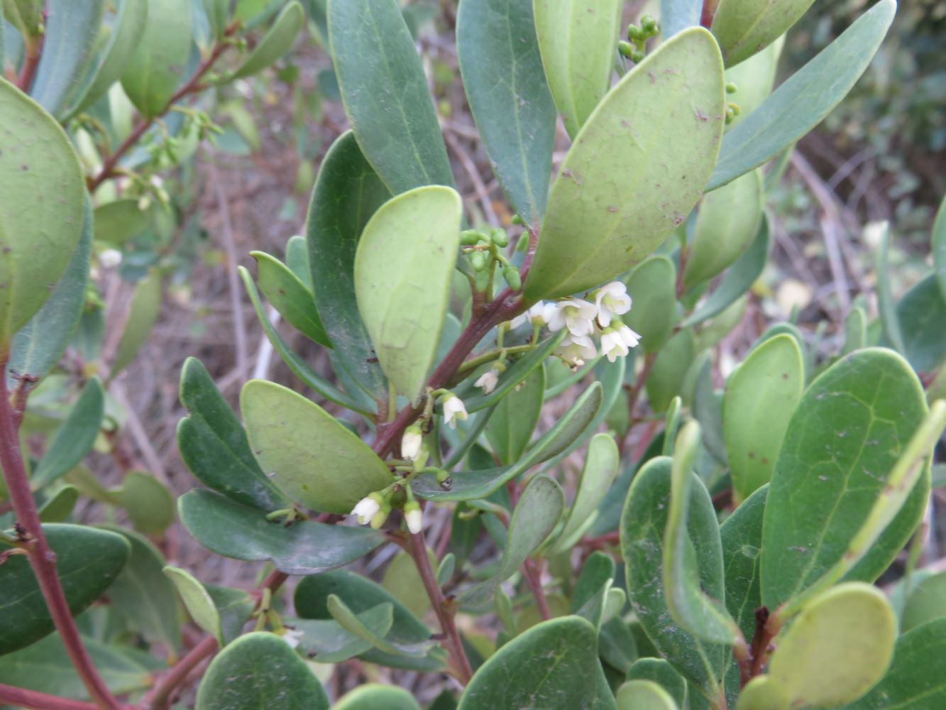 Euclea racemosa foliage and flowers showing the typical red petioles.