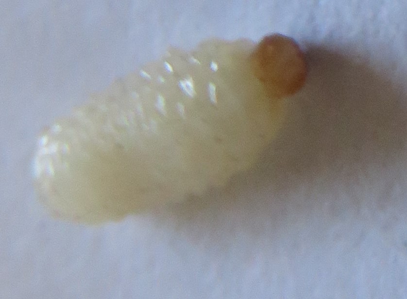 Is this the maggot that makes Euclea racemosa germination problematic ? See its pine cone patterning.