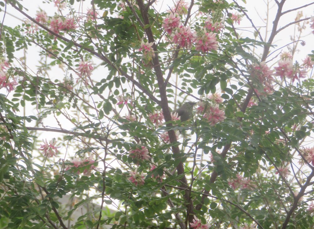 double collared sunbird female