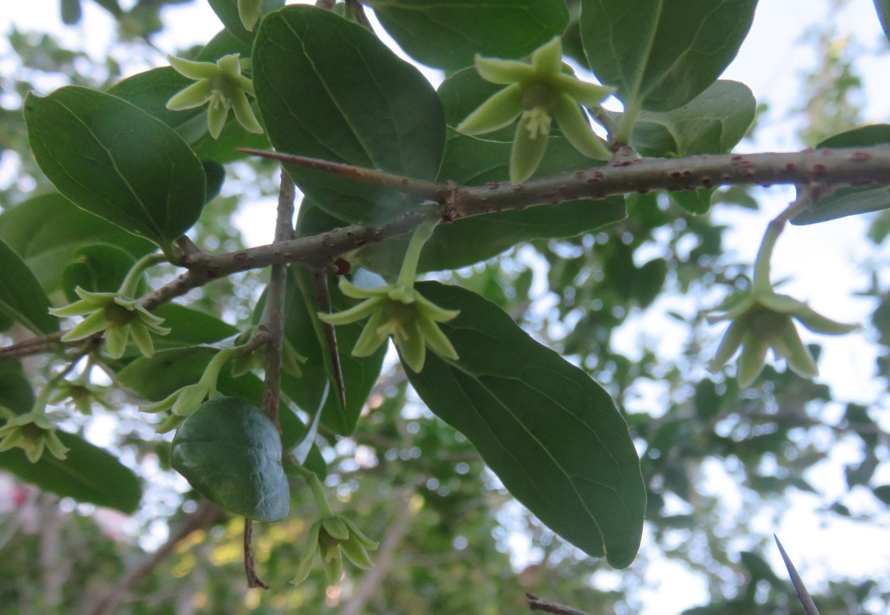 Female blossoms. The male bears tufts of tiny anthers.