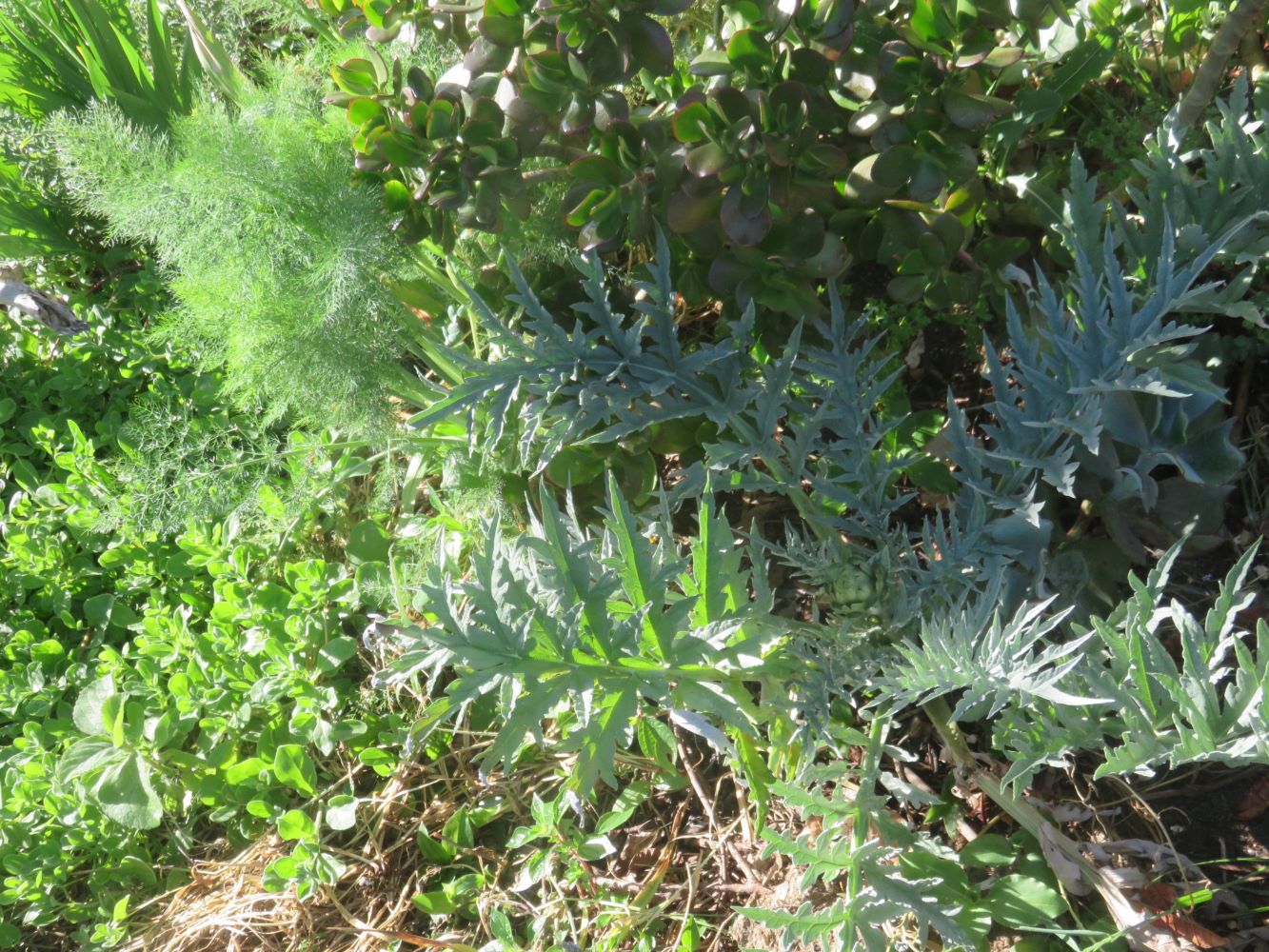 Fennel and artichoke are Mediterranean delicacies from perennial plants.