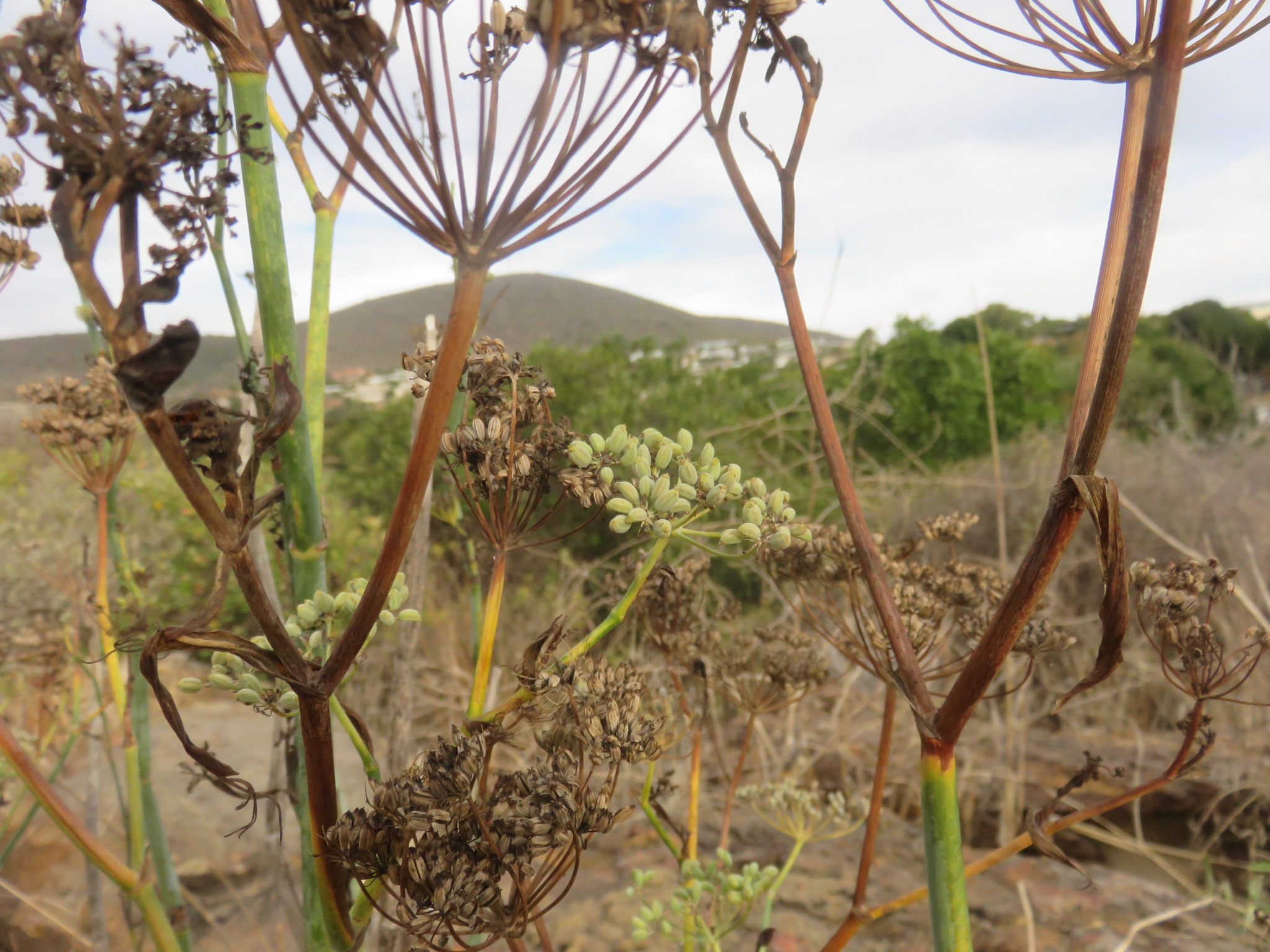 Growing fennel is made easy by the selection of wild seed from tough plants