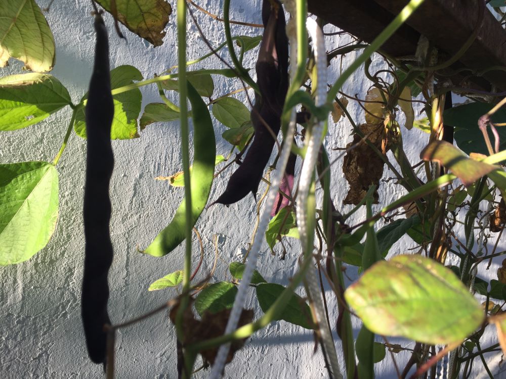 beans festoon the drying vines