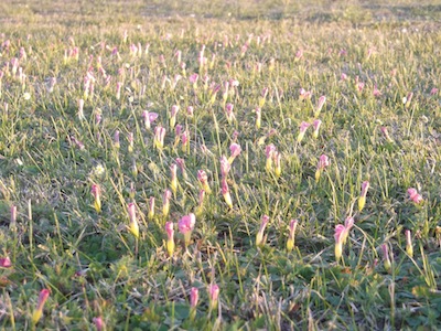 This is turf grass management that verges on natural garden design. A field of indigenous pink Oxalis in the Cape spring