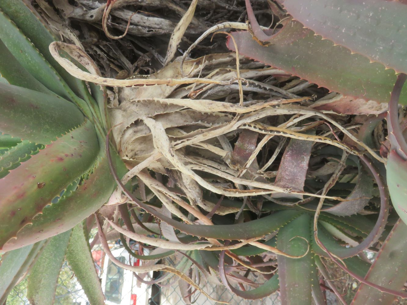 The tangled beard of dried leaves below the heads of the candelabra aloe is nearly impossible to remove and can slash your hands on its  teeth.