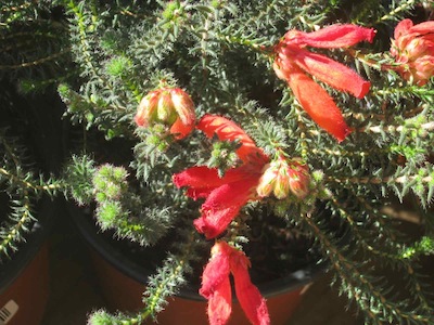 in water-wise gardening you have to deal with some uncooperative and prickly customers