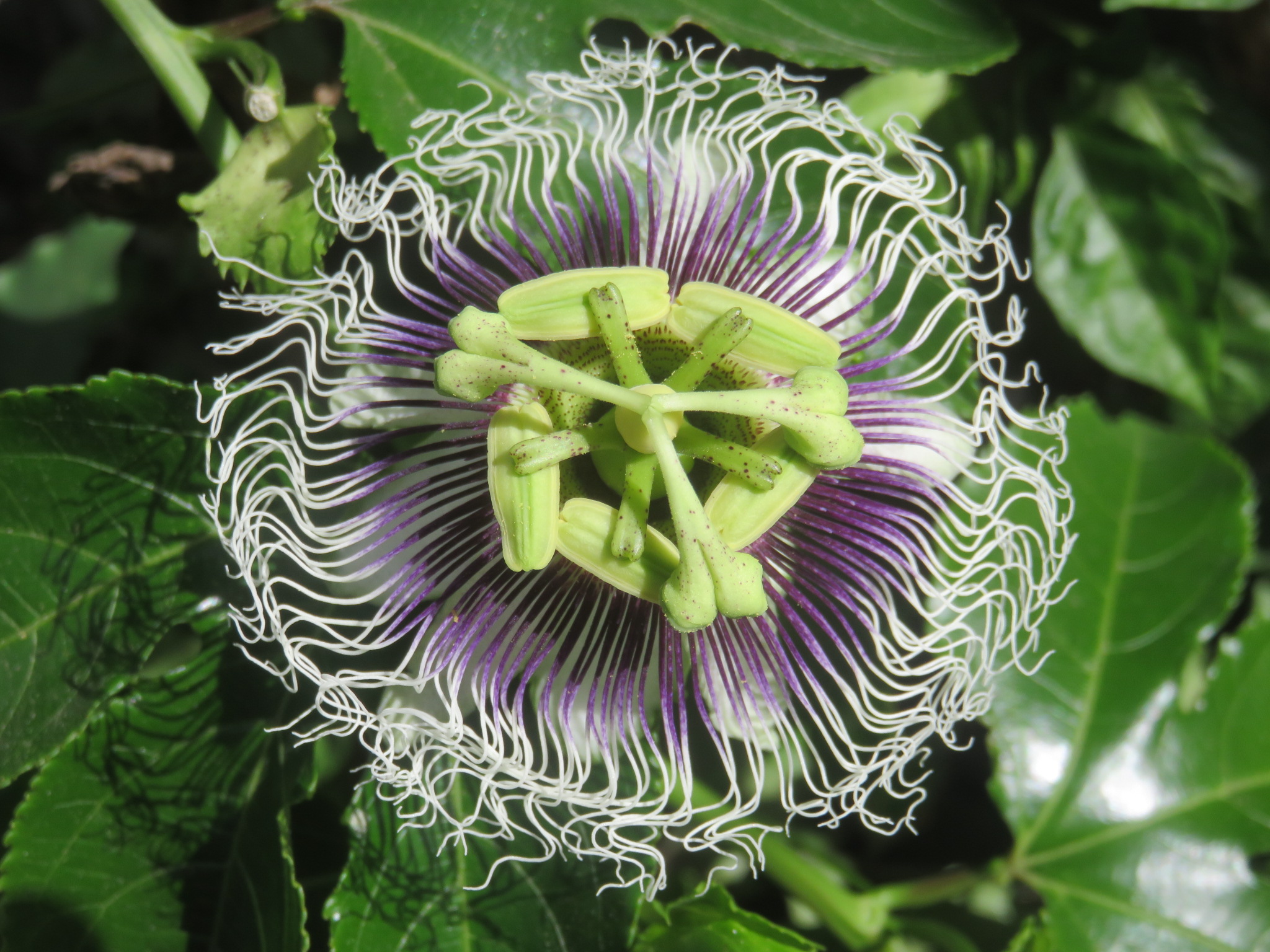 This flower symbolized Christ's passion to Jesuit missionaries in Brazil