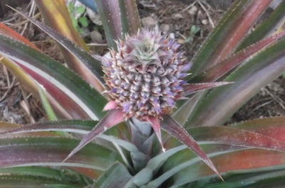 growing pineapples: the easiest fruit to grow. A pineapple in flower