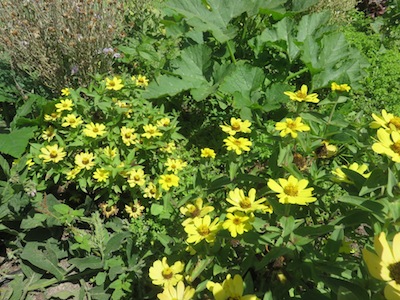 edible flowers, pest repellent, medicine and bee's delight