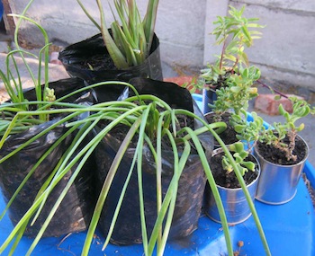 the newly purchased native vegetables