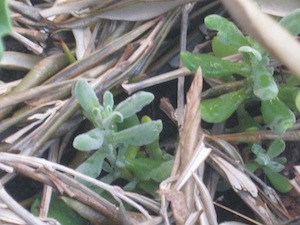 the unidentified leaf vegetable