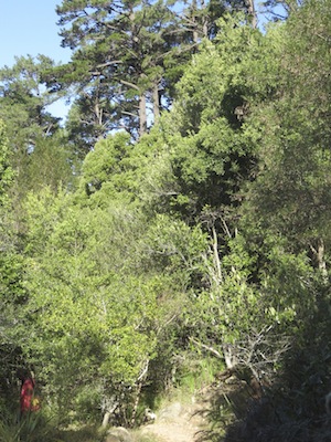 this too is a herb garden: of medicinal trees