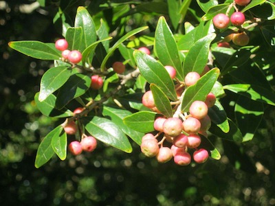 Drought tolerant plants producing lots of small hard fruit