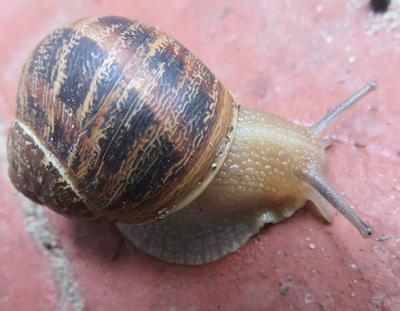 normal snail