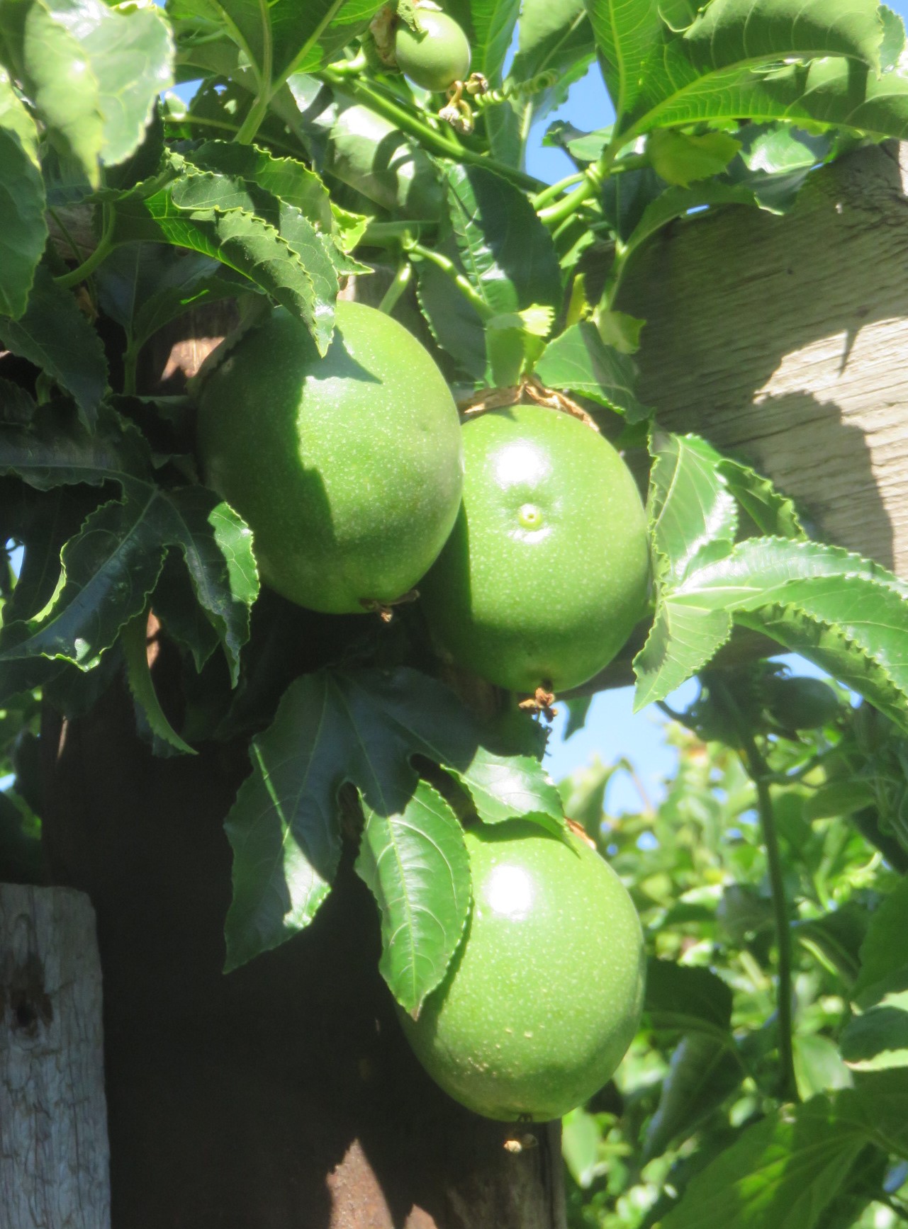 The small home grown vine