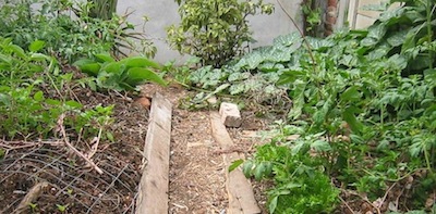 planted up in spring the garden is booming