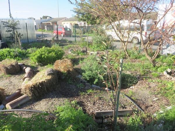 the two rosemary bushes are the focus of the garden's sunny area