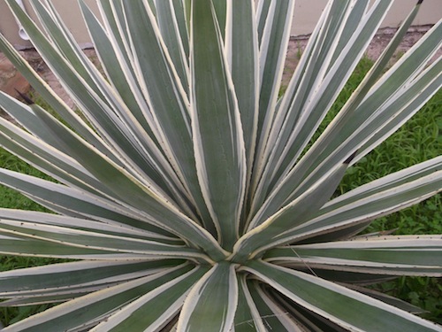 the first staple of Mayan agriculture, the Agave