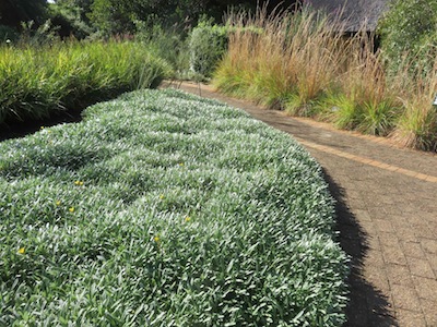 a lawn replacement can be medicinal, flowering or edible. Gazania