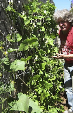 cucurbits, beans and tomatoes growing on a sunny wall with wire grid from an old garden fence hung on two nails as a support