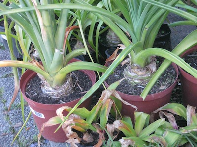 Many drought tolerant plants are geophytes, with underground storage organs and summer dormancy