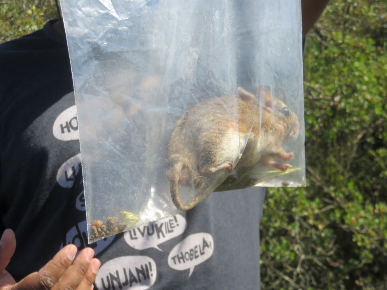 The Cape gerbil Gerbillus africanus.