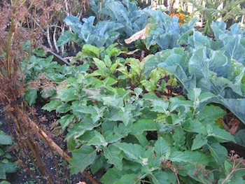 planting succession made visible, cauli, beet, eggplant, and seeding chard at different stages of their life cycle in a lovely productive garden