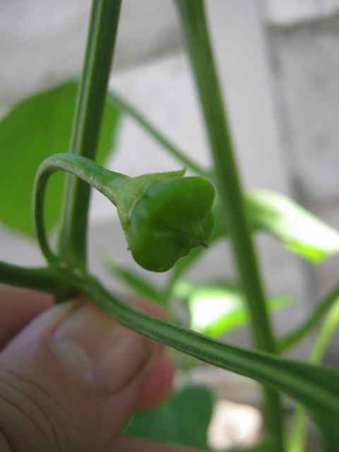 Nightshade plants lend themselves to breeding, as can be seen from all the diversity in a single genus. This is the hottest chili in the world, the Carolina Reaper !