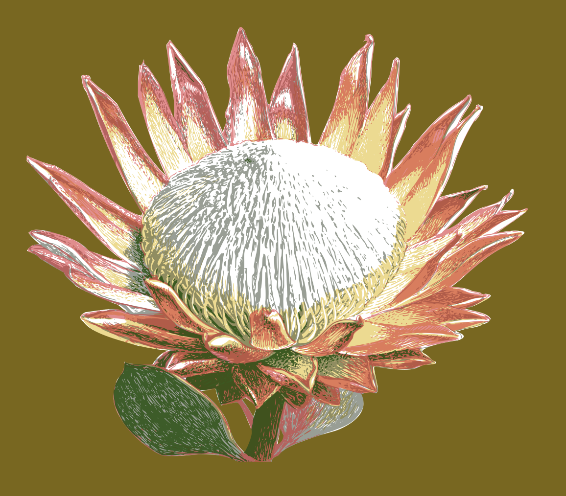King protea discount