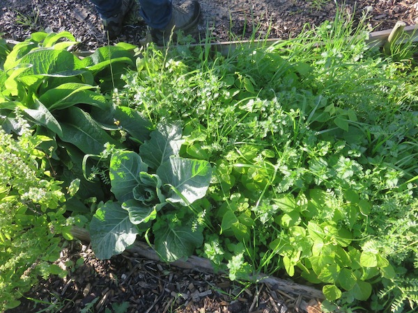 A triumph of urban gardening, results of fertility work done on sand