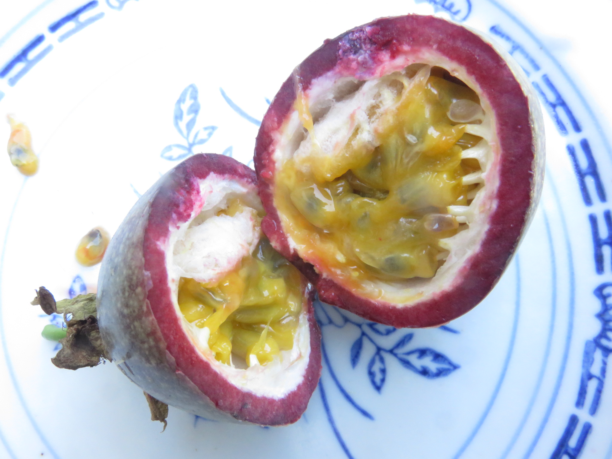 Passion fruit grow well from fresh seed.