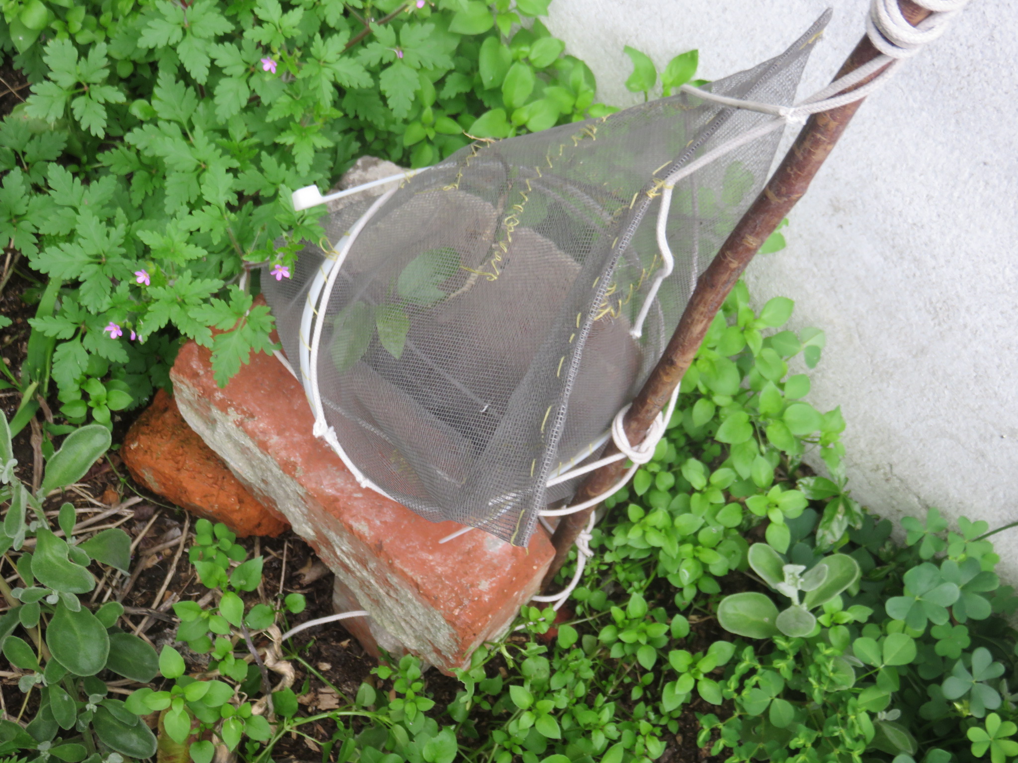 This tube sewn out of plastic mosquito of fly screen excluded snails