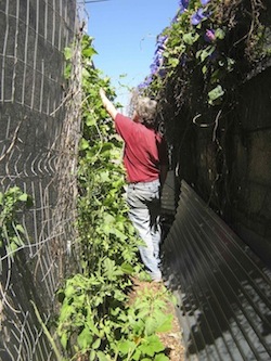 most of our space could't fit into a vegetable garden planner. Beans, tomatoes, okra and cucumbers on a warm north facing wall in the alley