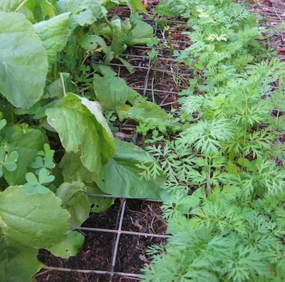 radishes and growing carrots together