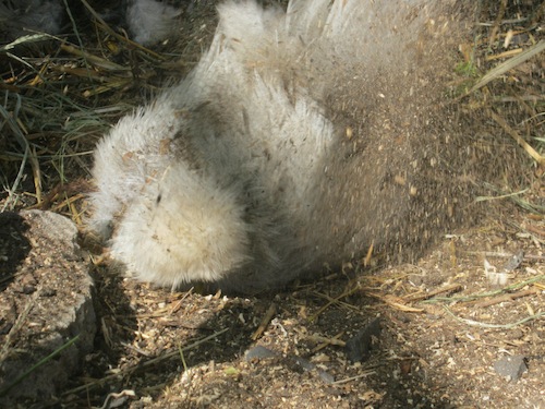 happier chickens can be hard to see